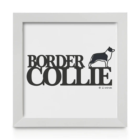 Quadro decorativo Border Collie - Identidade